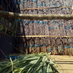 大量供应黑皮甘庶