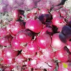 红葱系列，一片红