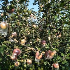 临猗东张老张9月红富士苹果