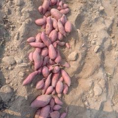 临沭的红苏八大量上市