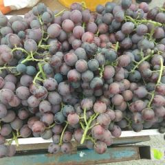 乐亭葡萄品质优良,王滩沈波诚信合作