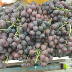 巨峰葡萄马上成熟了