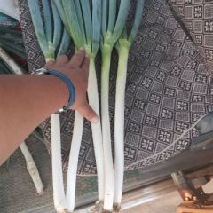 铁杆大葱毛葱大量现货供应代发毛葱