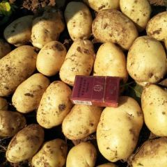 代发代收代储226、V系列、荷兰系列、中佳等品种