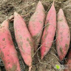 大量红薯上市欢迎采购
