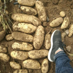 2019年河北沽源县荷兰十五上市