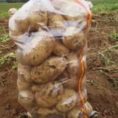 2019年内蒙武川荷兰226克新土豆上市