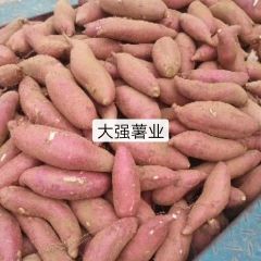 山东省邹城市丘陵地红薯上市了