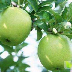 山东临沂费县金帅苹果高品质上市