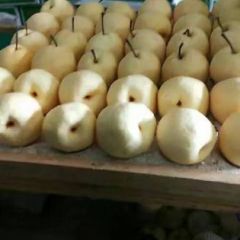 2020蒲城又是一年酥梨成熟的季节了