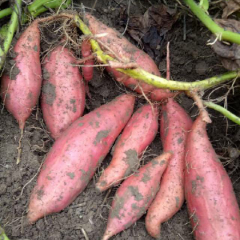 烟薯系列：烟台蜜薯25