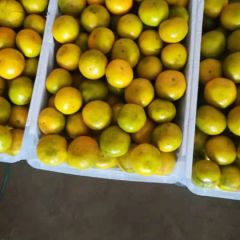 湖北宜昌特早蜜桔产地批发