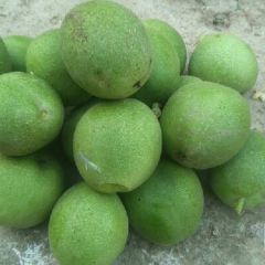 大量供应核桃、花牛、富士、麒麟瓜、