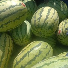 大量供应旱地硒砂瓜，金花1号，早金花，红金城系列，金城五系列。供应时