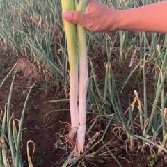 大葱上市紧急出售