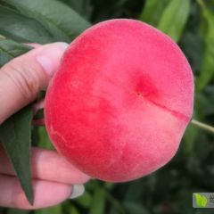 商河县沙河镇扶贫项目 映霜红桃即将上市