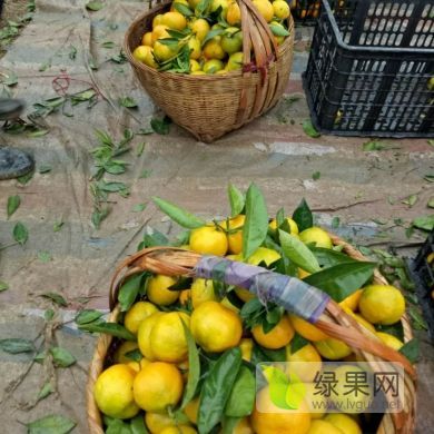 2019年湖北公安温州密柑价格