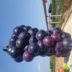 临朐县冶源镇套袋巨峰葡萄大量上市