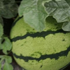 优质新红宝开卖了