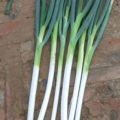 河北饶阳大葱何石磊大葱