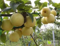 潍坊市安丘市大盛镇农户自家种植，大量供应黄金梨
