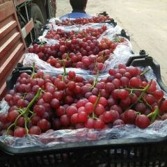 供应精品红堤葡萄