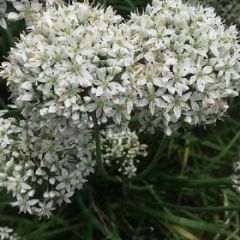 留香韭菜花 辣味适中