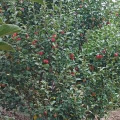 大量出售123小苹果，价格合理