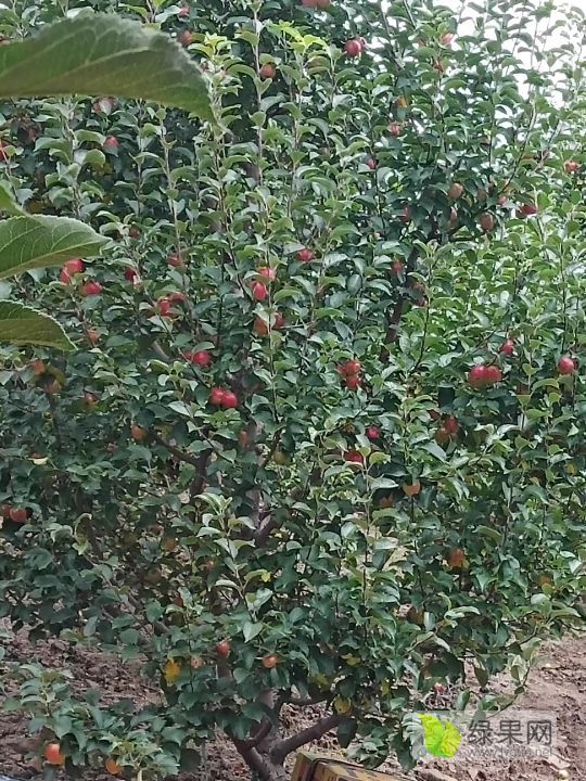 2019年黑龙江宁安红苹果价格