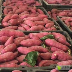 红薯大量上市，需要的抓紧联系