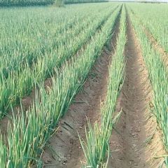 大户直销，欢迎考察