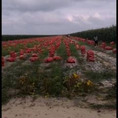 大量一等圆葱，电话联系。随时看