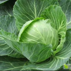 中甘21精品甘蓝