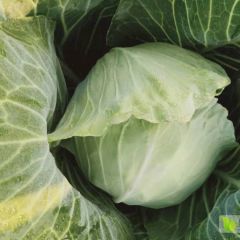 优质中甘圆白菜