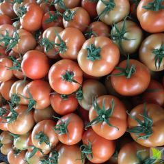 山东莘县9月以色列大红西红柿大量上市