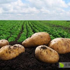 荷兰系列土豆大量上市