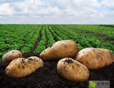 荷兰系列土豆大量上市