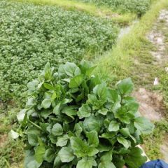 寻找广西地区西洋菜