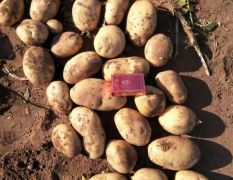 常年代收精品土豆，226、荷兰系列、V系列、希森