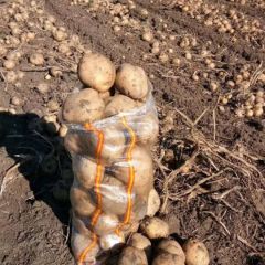 公主岭市黄心土豆大量上市