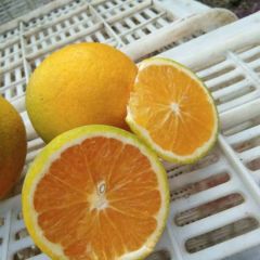 湖北省宜昌夷陵区特早蜜桔，夏橙产地批发