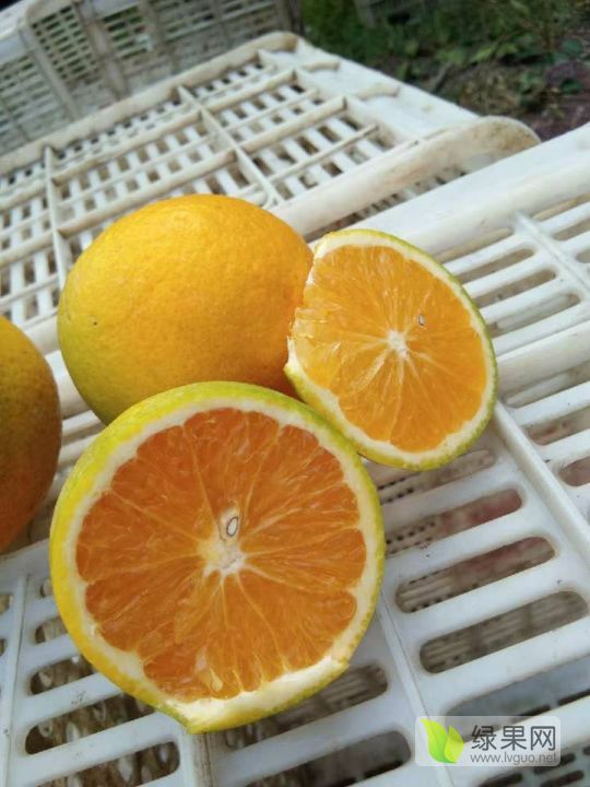 2019年湖北夷陵特早蜜桔价格