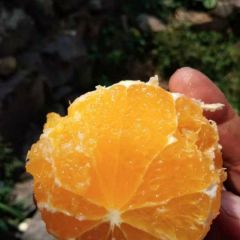 湖北省宜昌市夷陵区特早蜜桔，夏橙产地批发