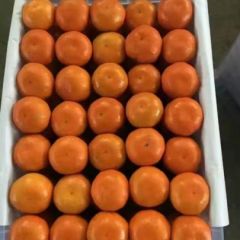 无核蜜桔基地直供无代办费