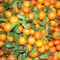 可供大量各类柑橘