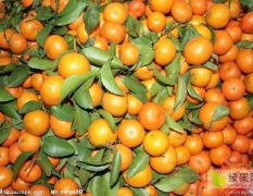 可供大量各类柑橘