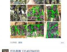 辽宁盘山大量供应1.3-2斤巨峰葡萄