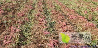 河南南阳红薯大量上市