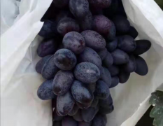 优质17葡萄