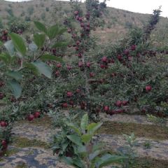 花牛，静宁红富士代办